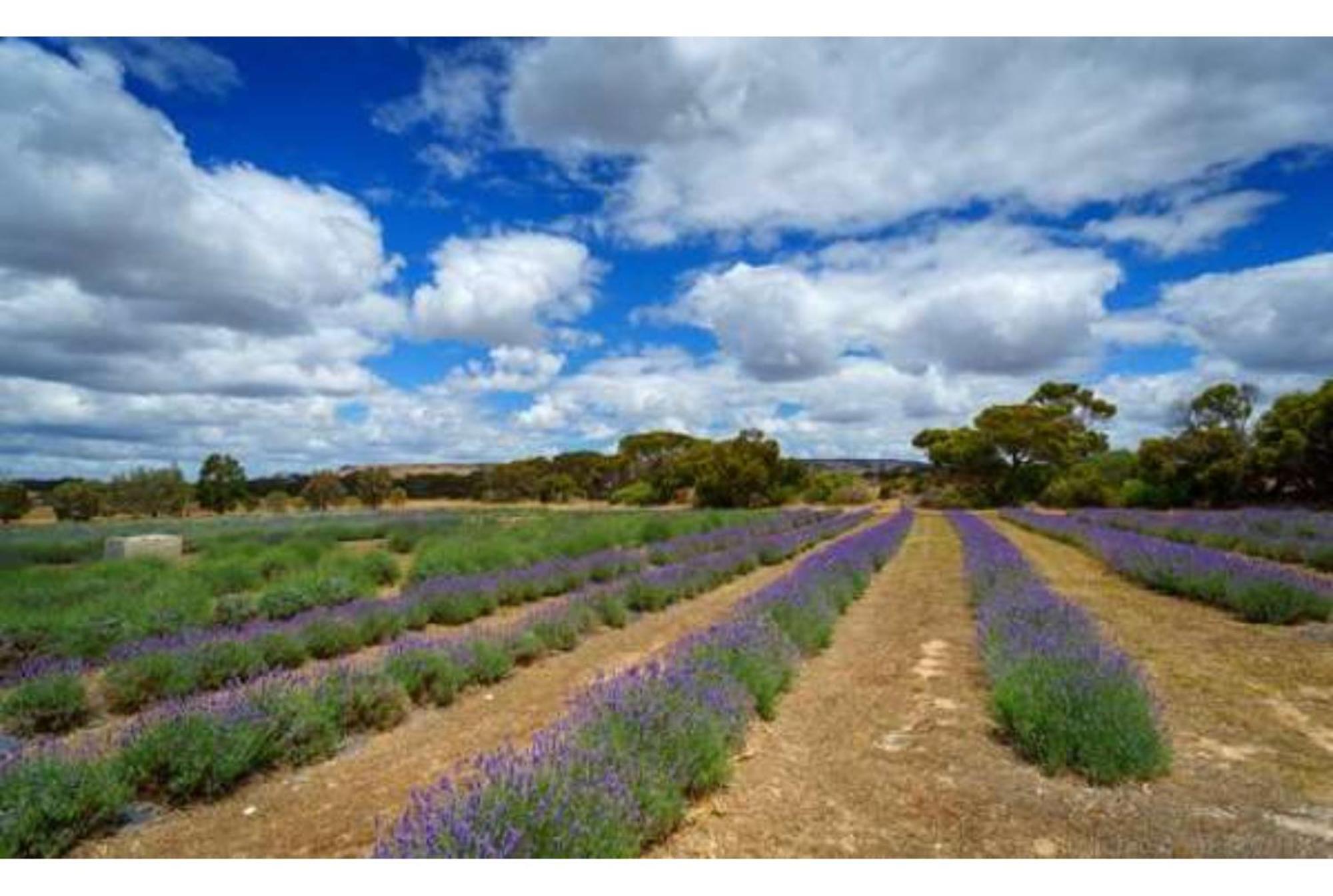 Discovery Parks - Kangaroo Island Flinders Chase Exterior photo